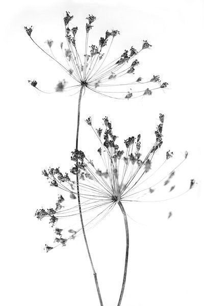 black and white wild flowers