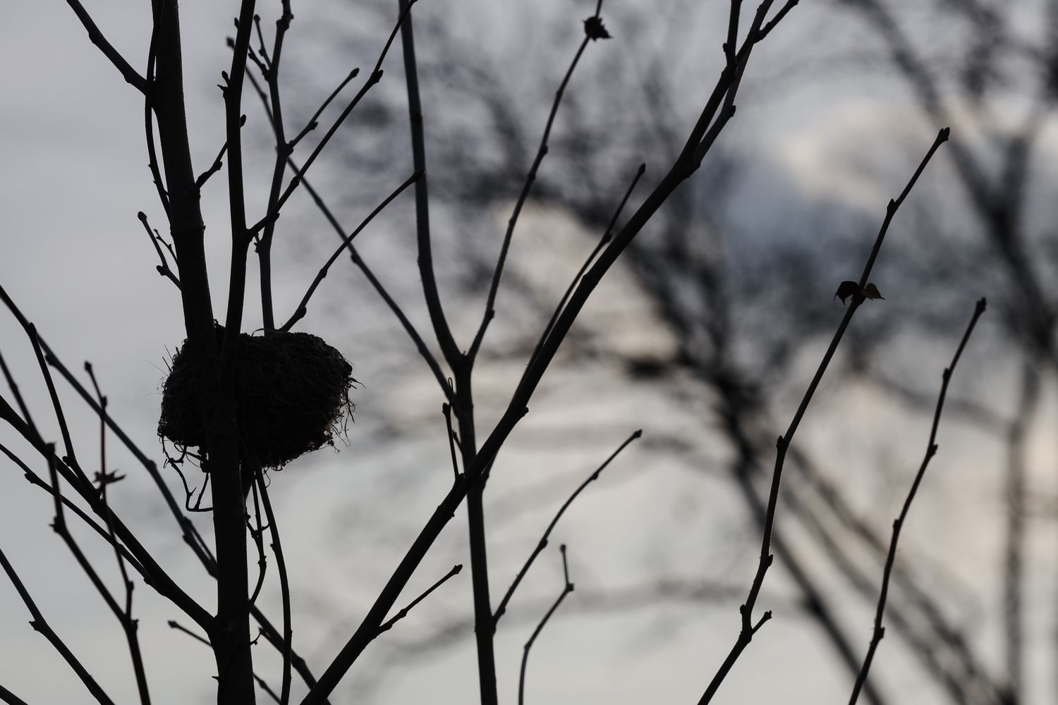 A bird nest sits in a tree