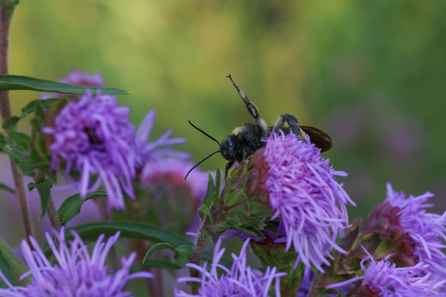 An American Bumblebee on a liatris ligulistylis flower