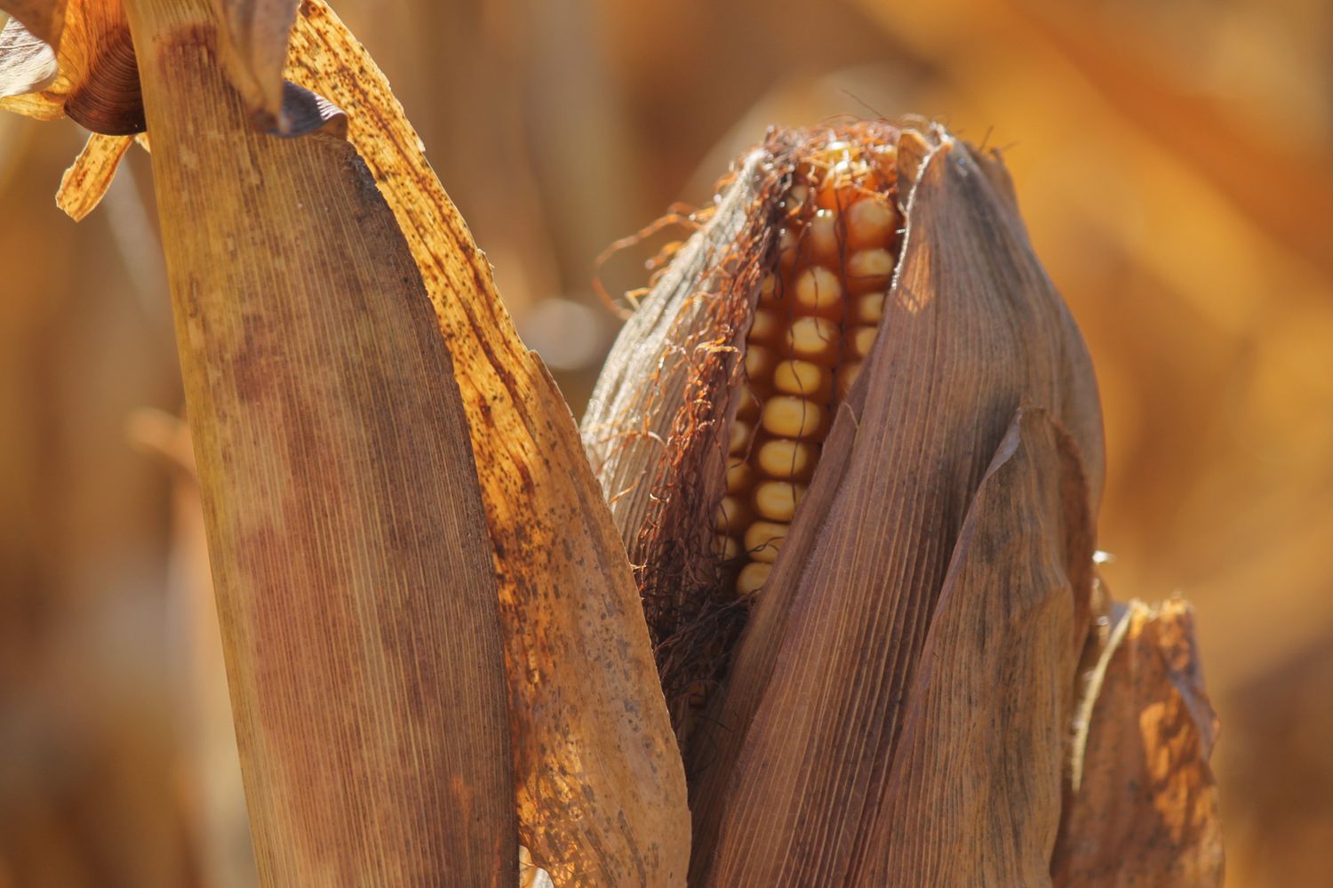 Corn growing as part of a corn maze