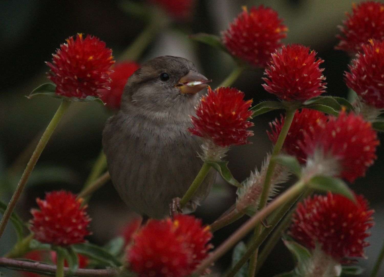 A house sparrow eating on an amarath flower