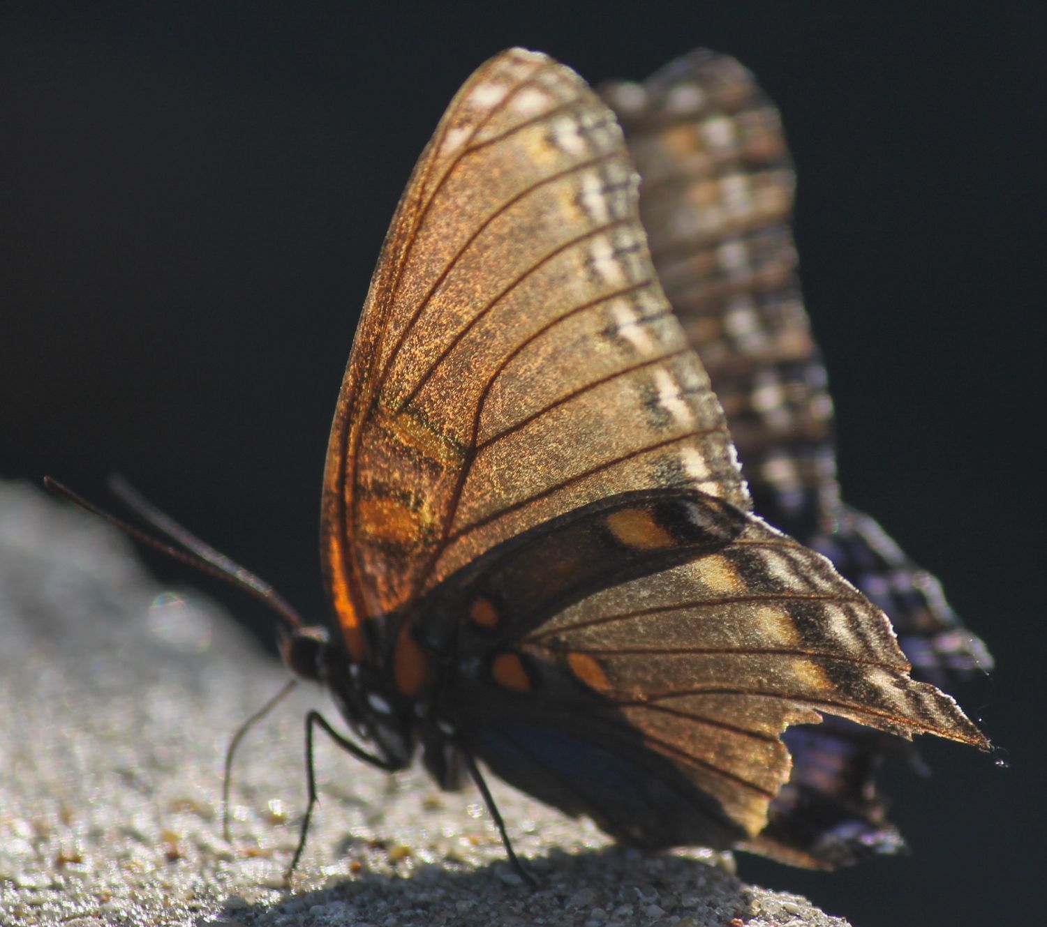 A monarch butterfly with a torn wing resting on a stone ledge