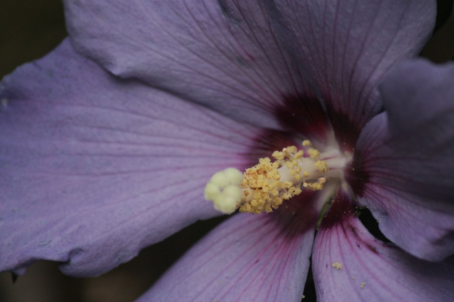 A blooming purple hibiscus