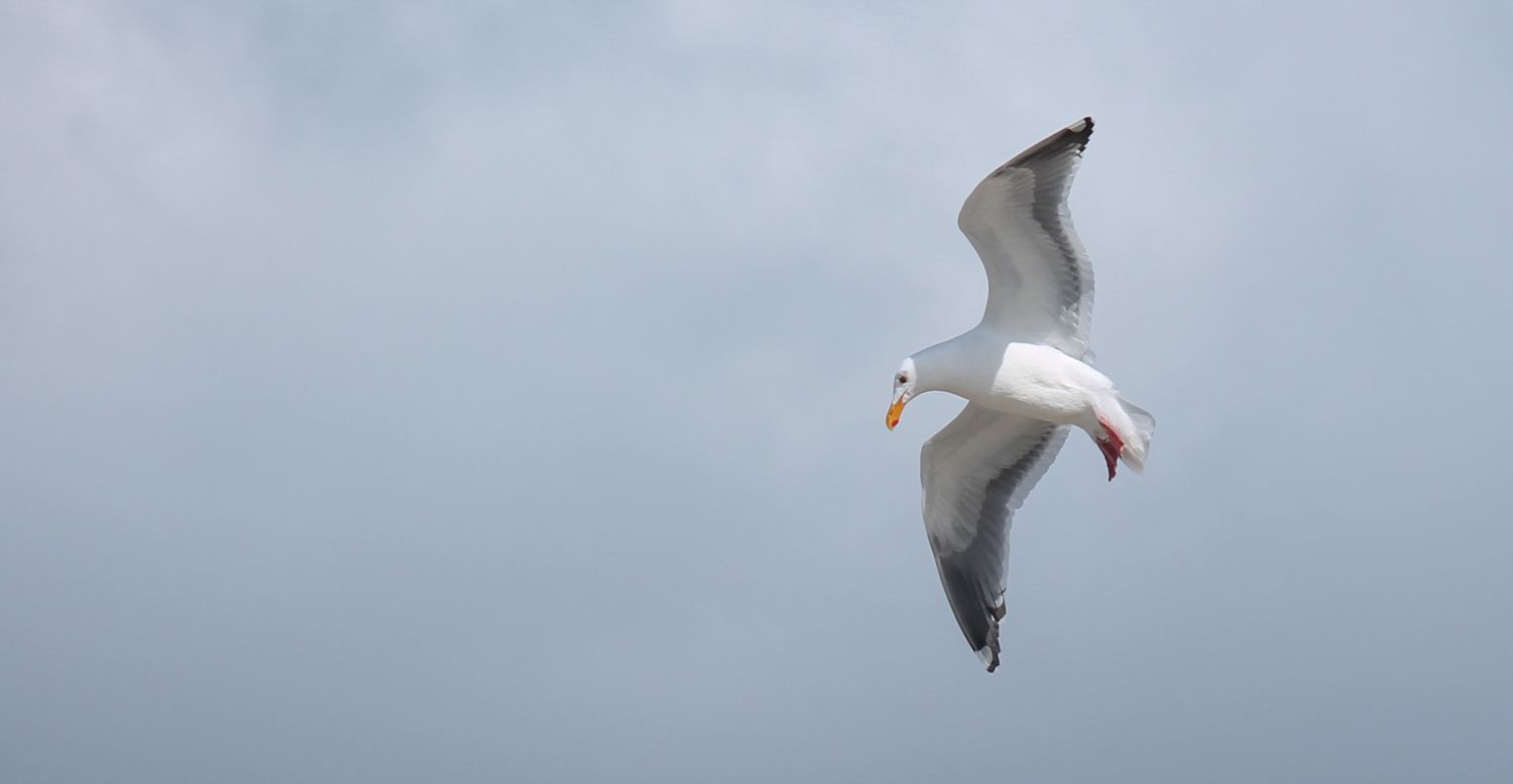 A seagull gliding above the sand at Cannon Beach