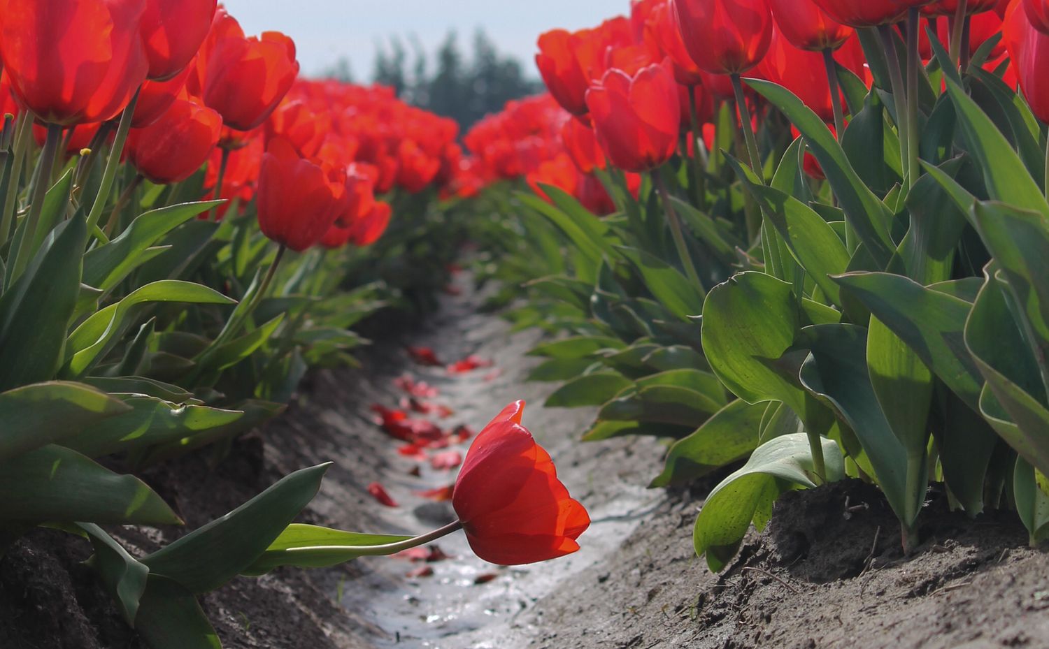 A tulip bent sideways towards the ground in a tulip field