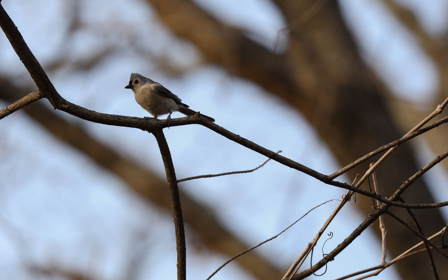 A tufted titmouse perches on a tree branch