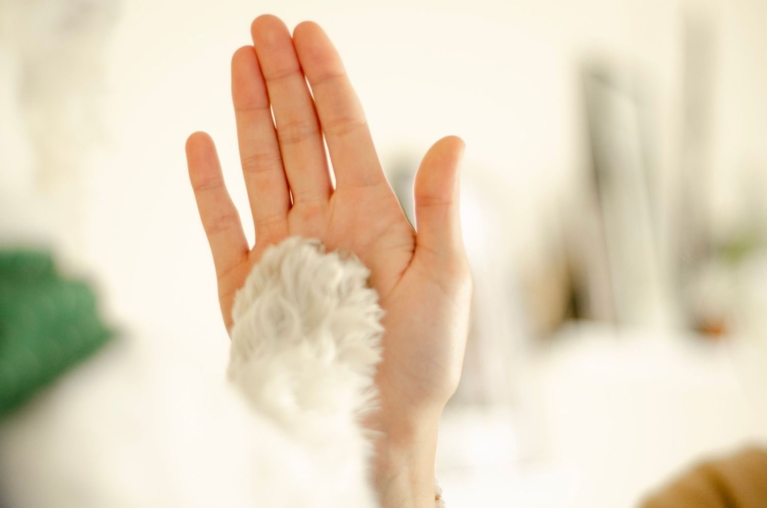 Hand reaching out to pet a small white dog with gentle affection.