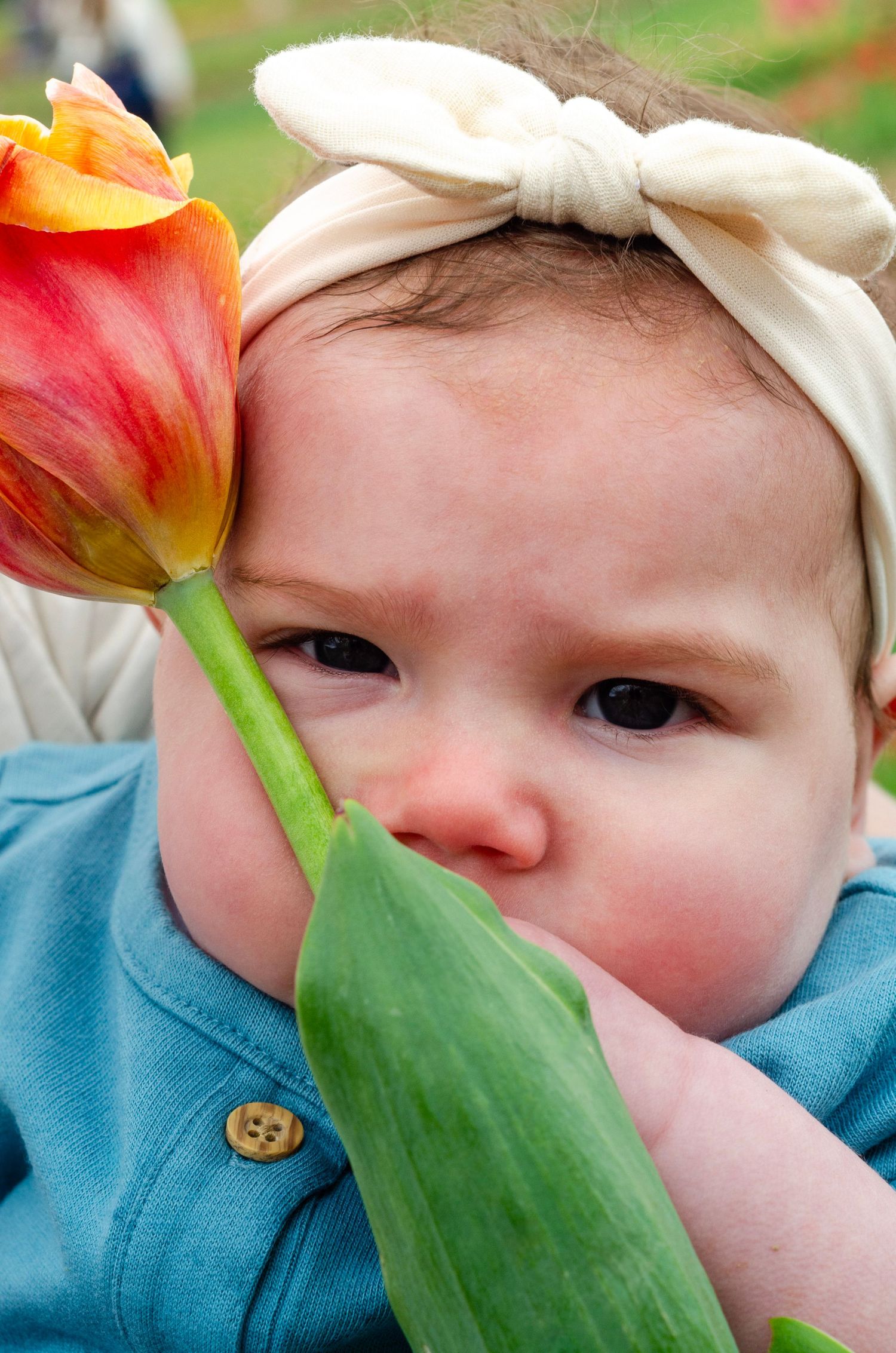 Close-up view of tulip flowers with soft natural lighting.