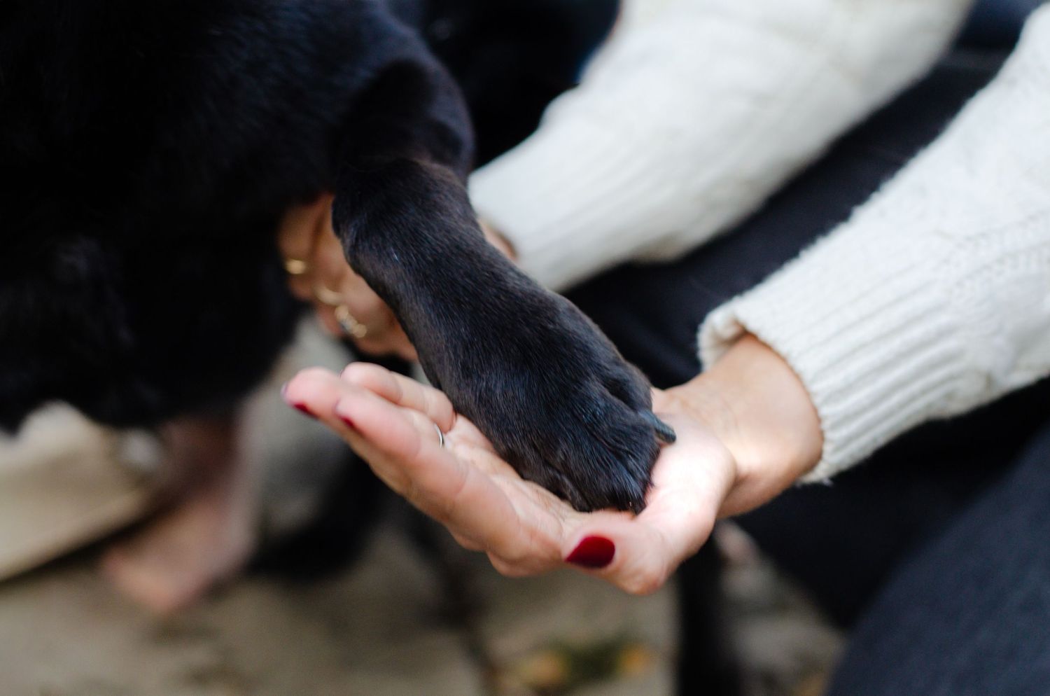 Gentle hand reaching out to pet a black dog. Photos by KM Conceptions Photography.