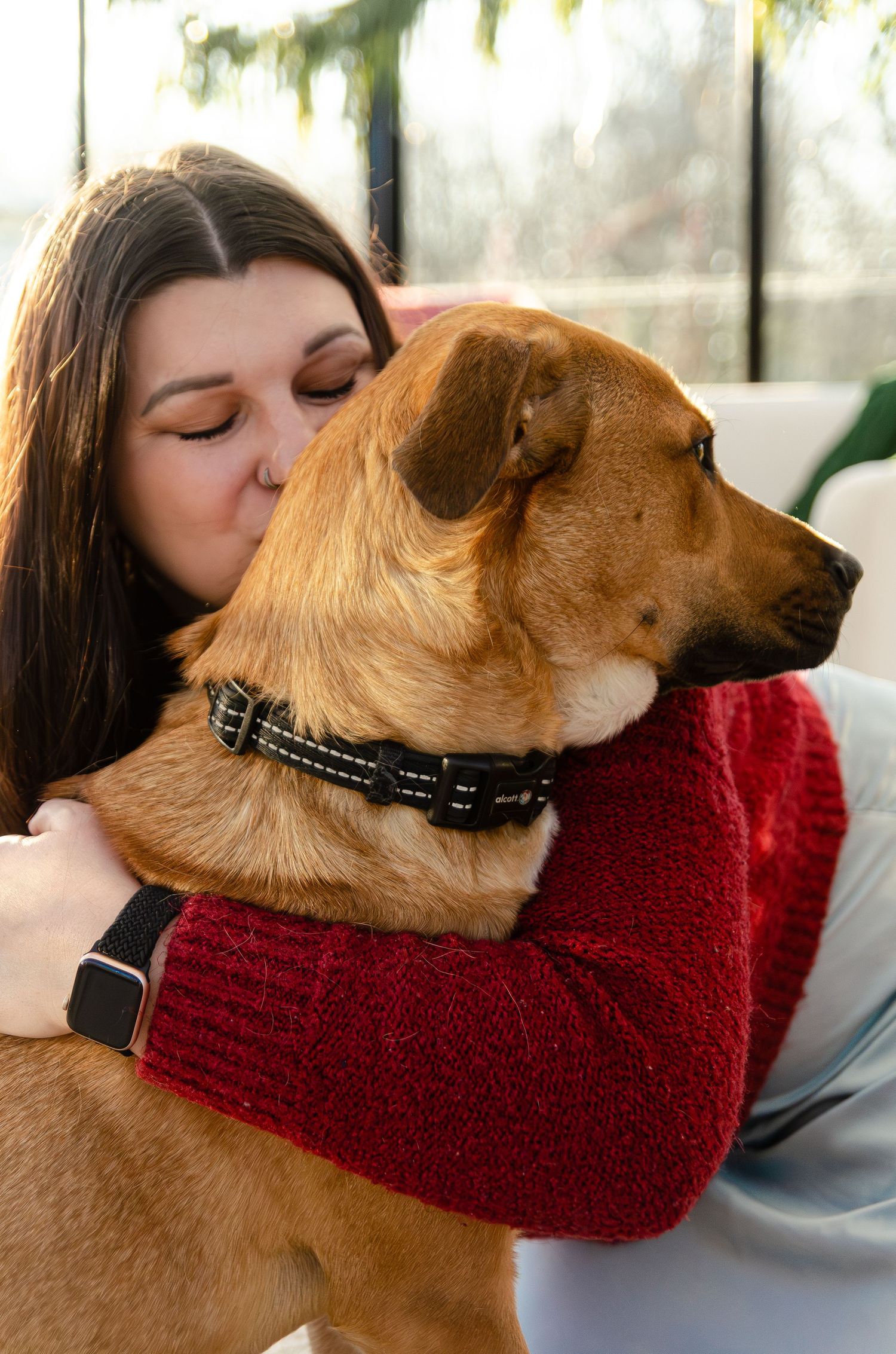 Dog wearing a collar rests on owner in a bright sunroom. Photos by KM Conceptions Photography.