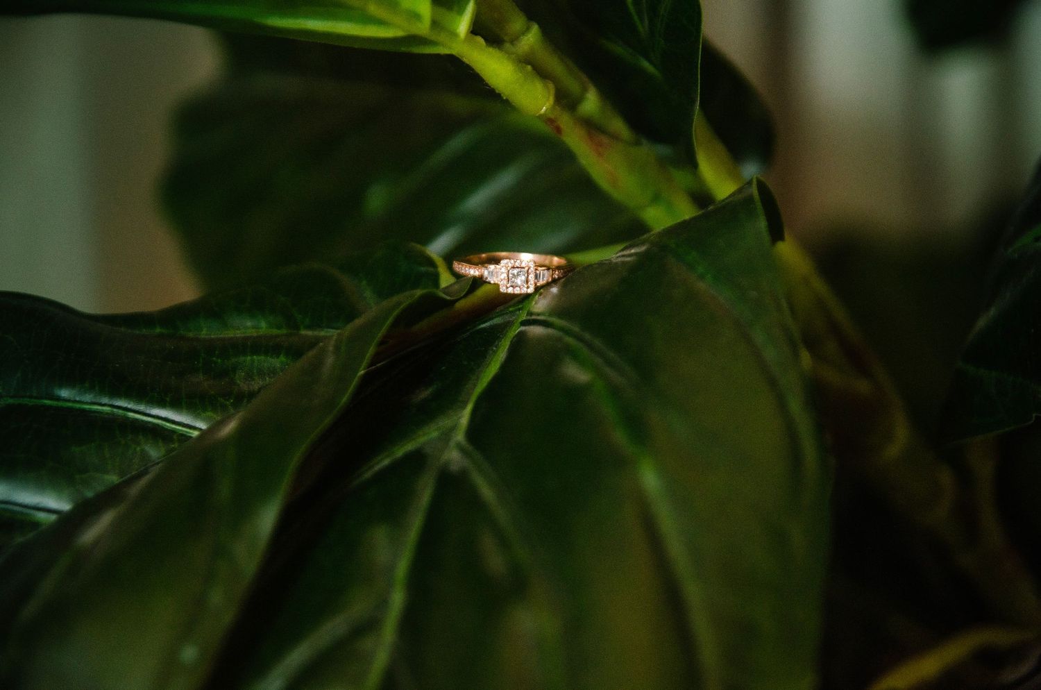 Macro photography of green plant leaves with dramatic lighting and shallow depth of field.Wedding photos by KM Conceptions Photography in Co