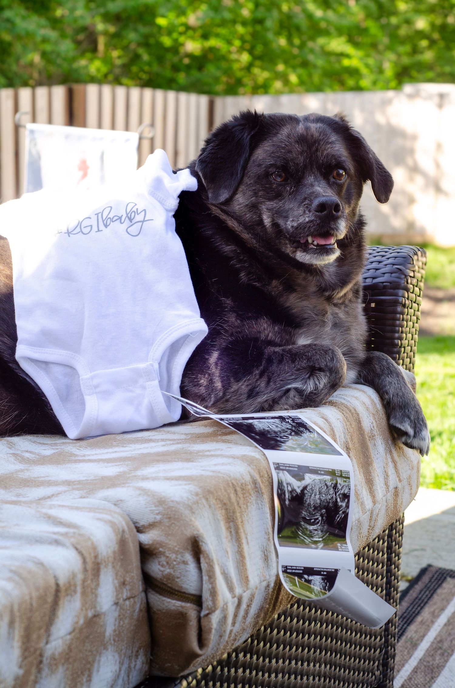 A black dog rests on wicker patio furniture with a white shopping bag nearby.