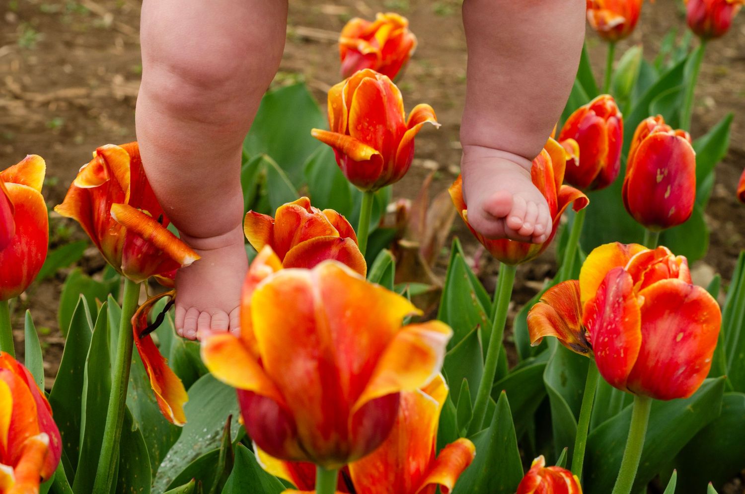 Close-up of vibrant orange and red tulips blooming in a garden.
