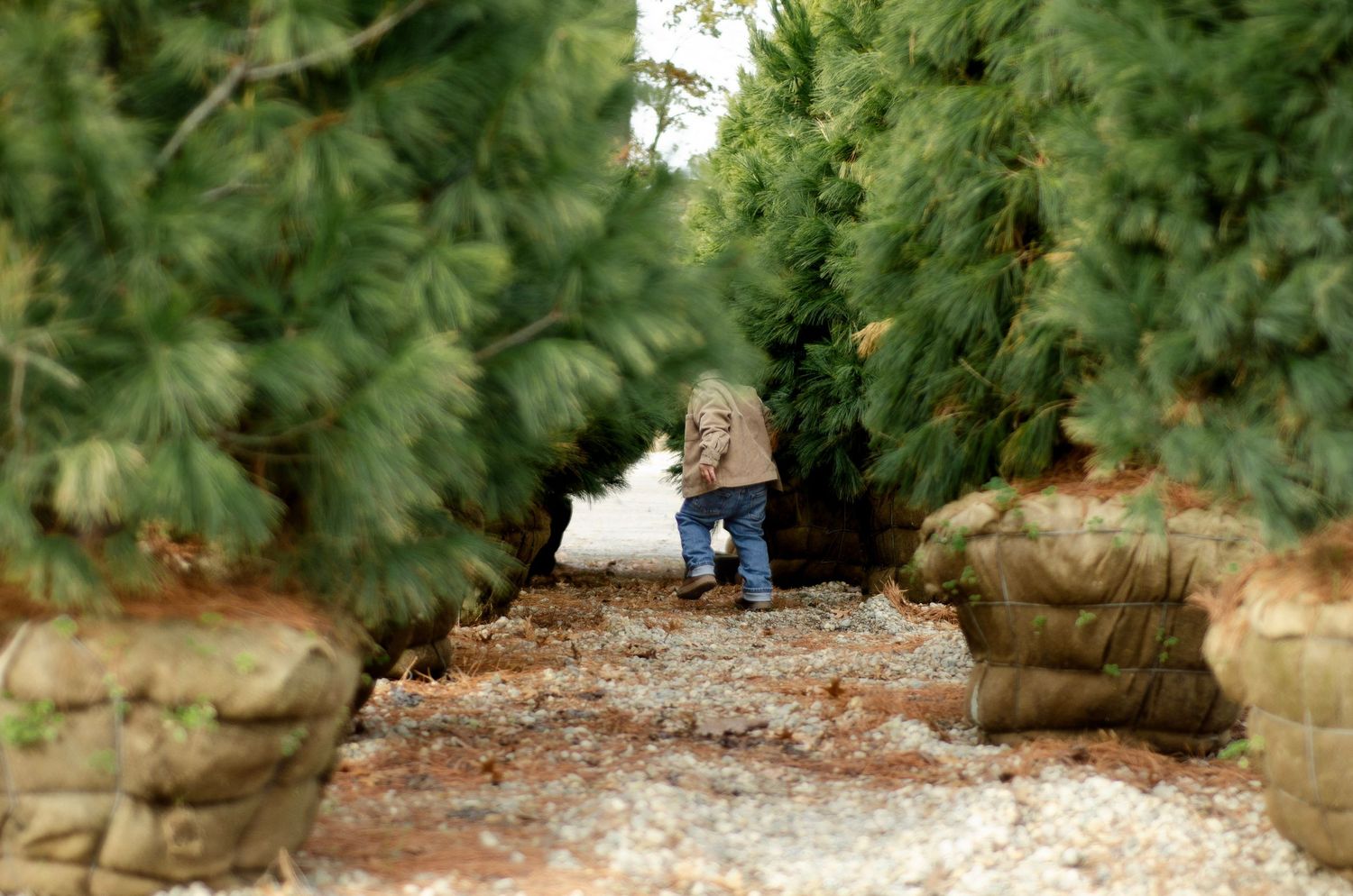 Evergreen trees line a wooded path during autumn.