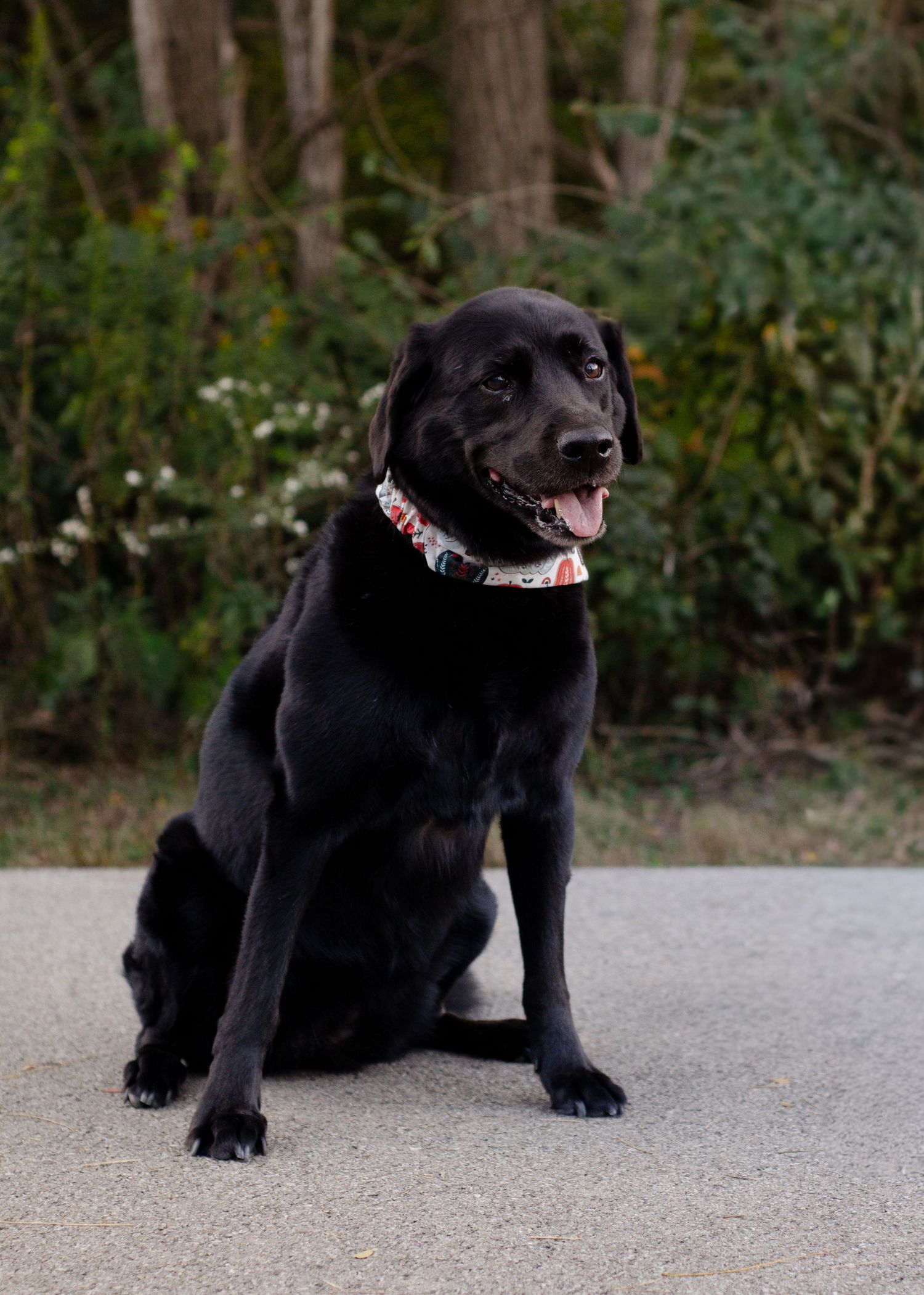 A black Labrador dog poses playfully on a concrete surface with trees in background. Pet photos by KM Conceptions Photography in Columbus, O