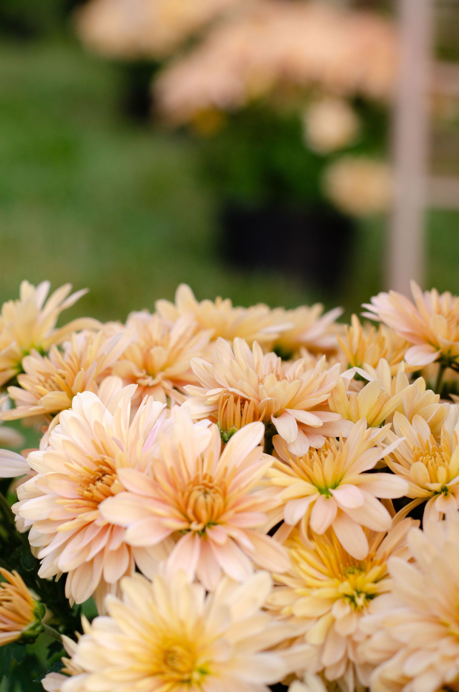 Delicate peach-colored chrysanthemum flowers bloom in a garden setting with soft natural lighting. Photos by KM Conceptions Photography.