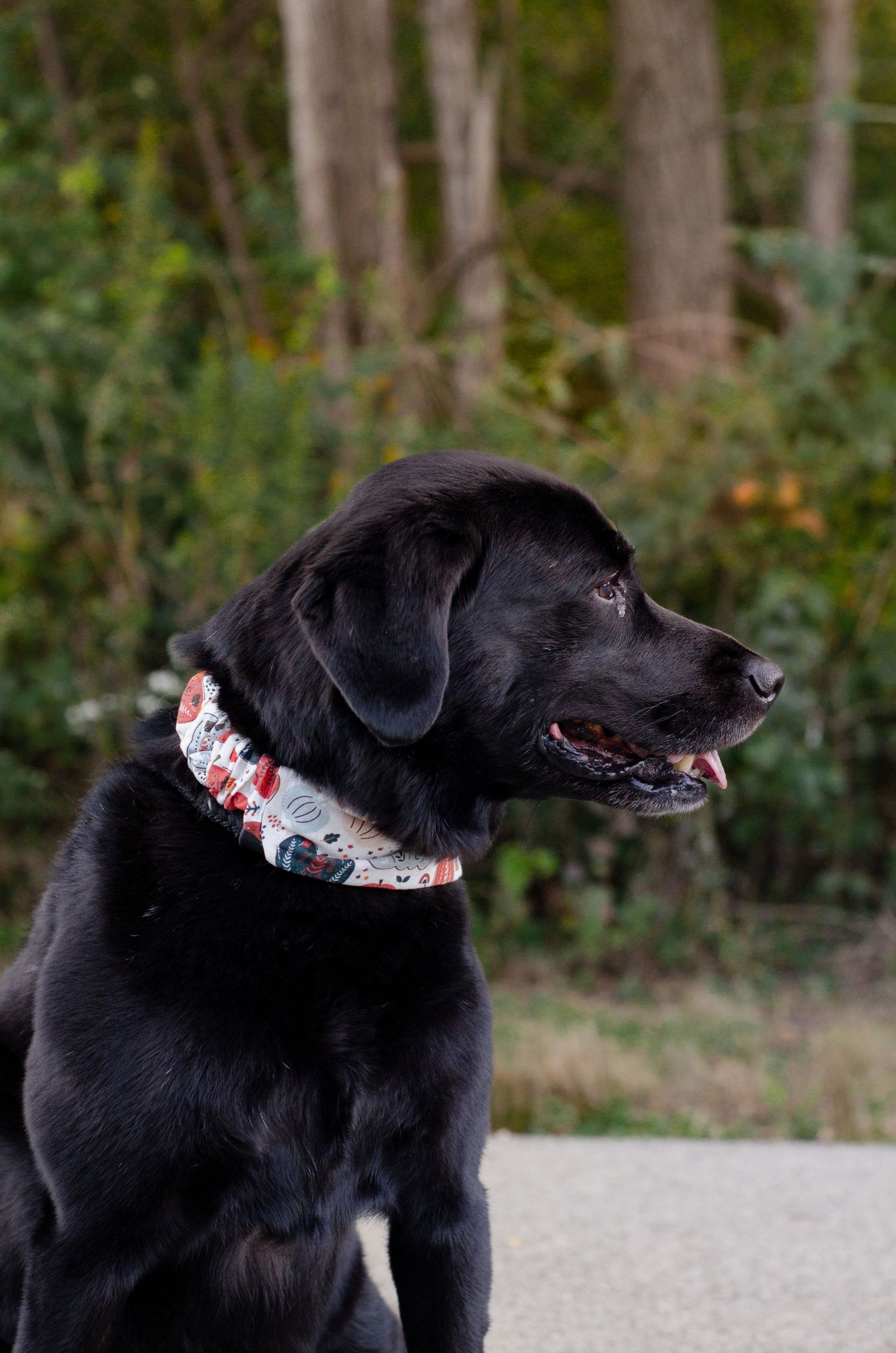 A black Labrador wearing a festive collar looks to the side while posing outdoors. Columbus, OH pet photography. Photos by KM Conceptions.