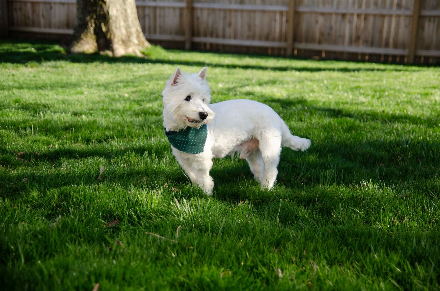 White fluffy dog playing and running on lush green grass in a backyard.