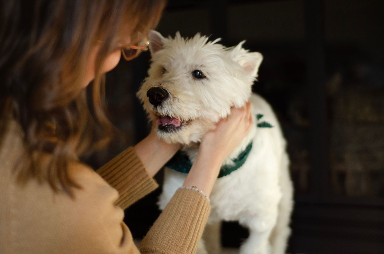 White dog looking up lovingly while being petted indoors.