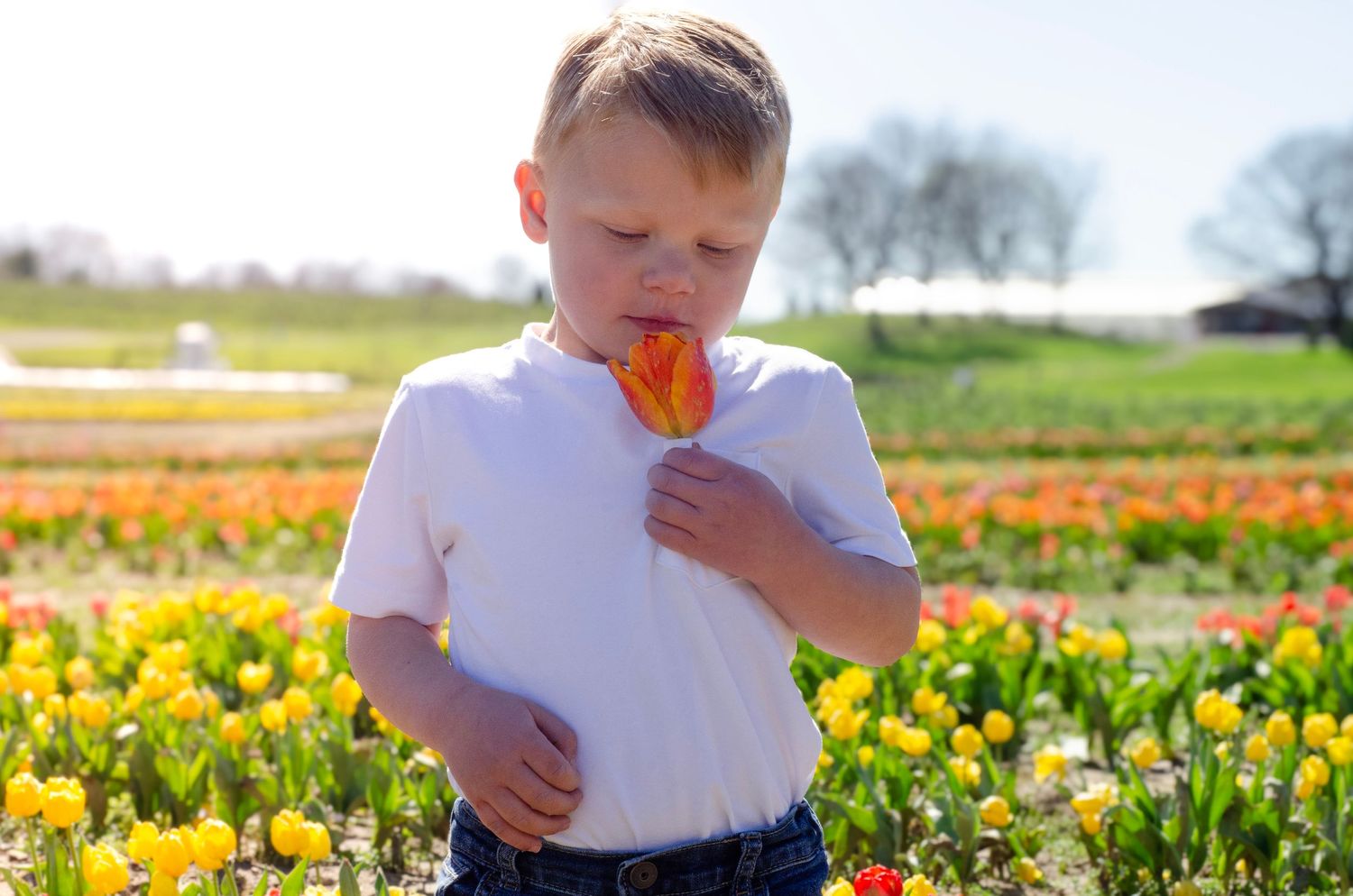 Vibrant yellow tulip field with a child in white shirt walking through the blooms. Family photos by KM Conceptions Photography.