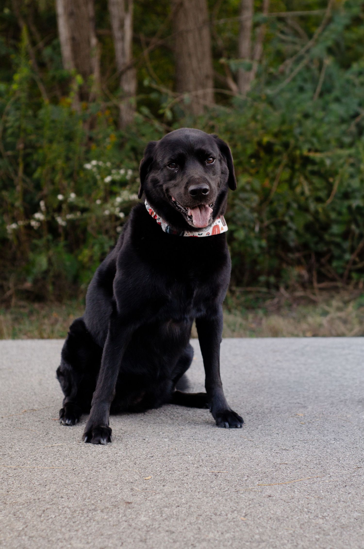 Happy black Labrador dog lying on concrete ground with playful expression. Photos by KM Conceptions Photography.