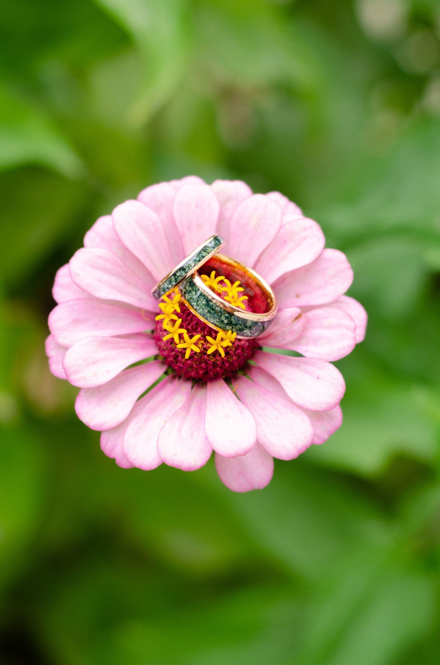 Close-up sequence of a pink zinnia flower with a beetle visitor on its petals. Wedding photos by KM Conceptions Photography in Columbus, OH.