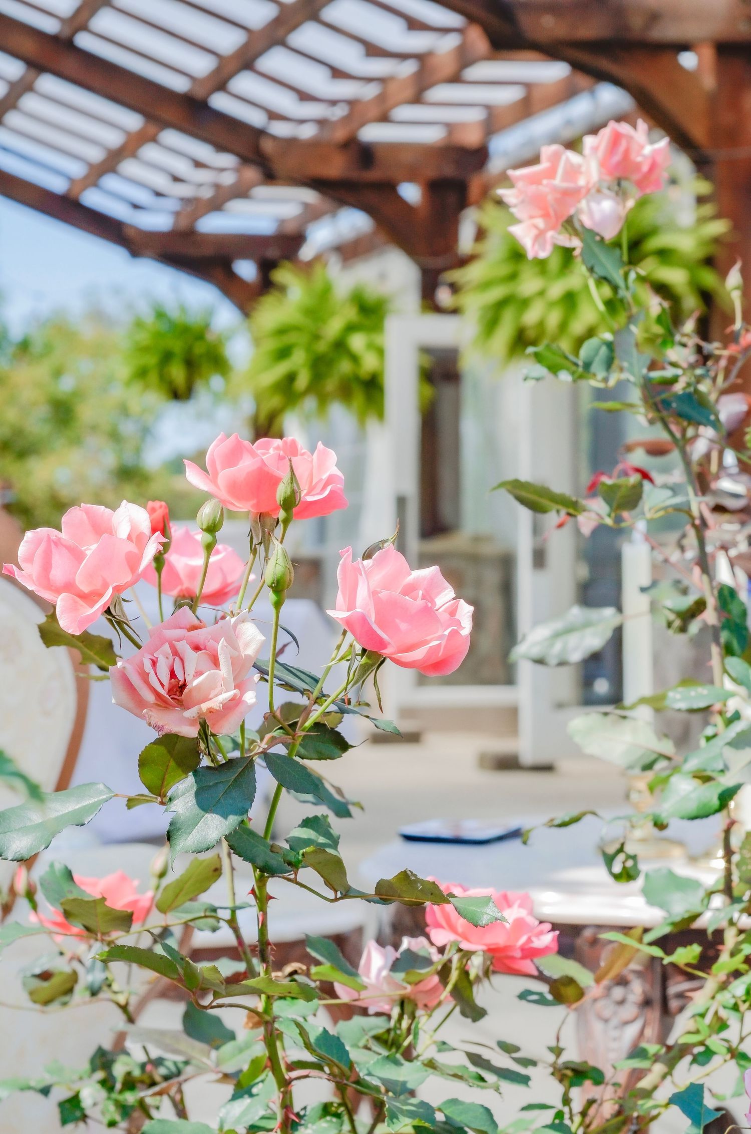 Pink roses blooming under a wooden pergola in an outdoor garden setting. Wedding photos by KM Conceptions Photography.