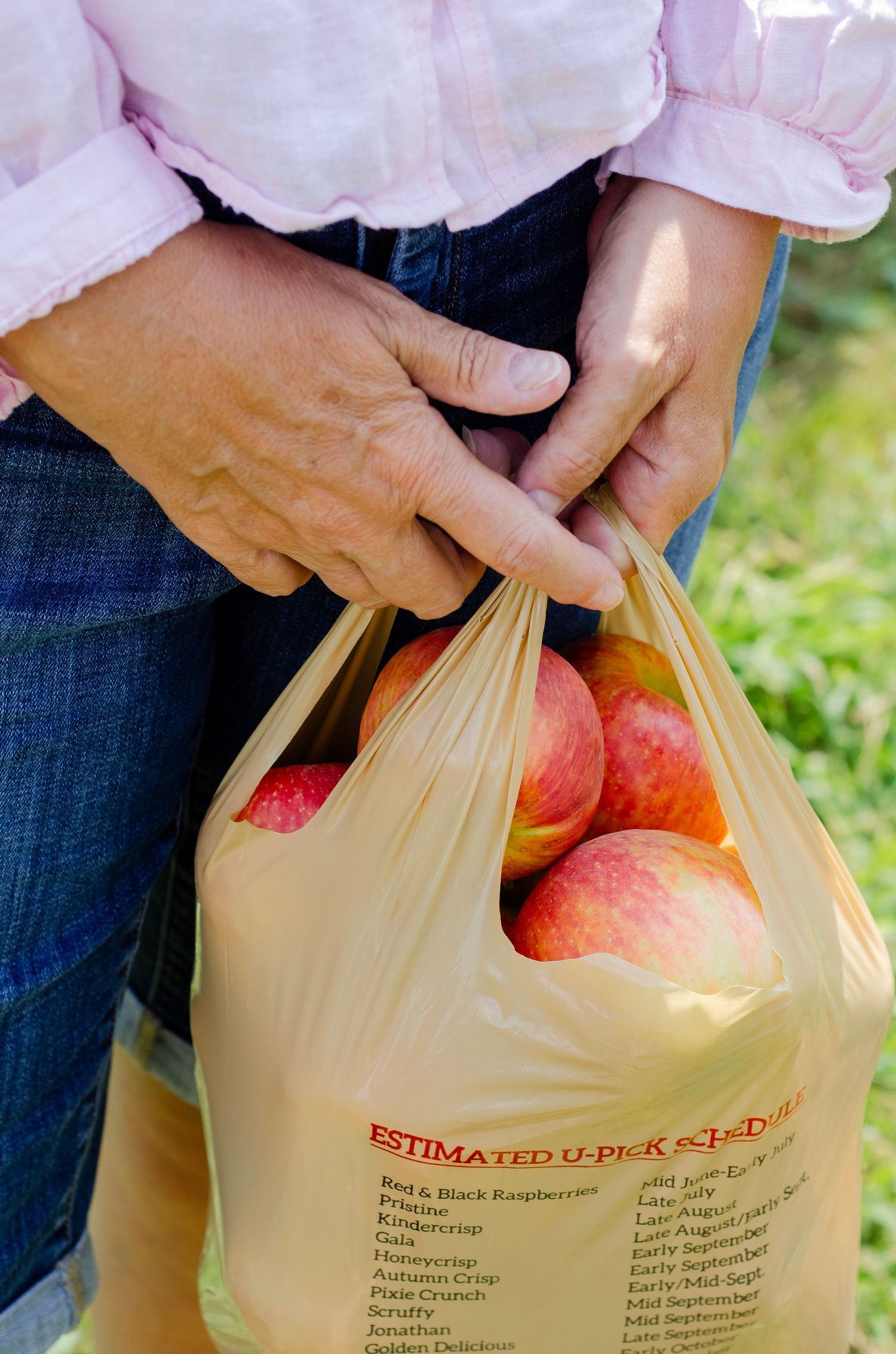 Close-up of hands holding paper bag filled with freshly picked apples. Family photos by KM Conceptions Photography in Columbus, OH.