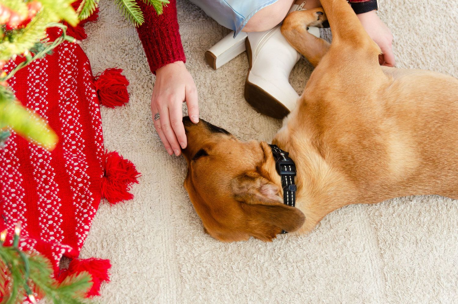 Dog lies on red cushions in a sunlit room decorated with festive holiday decor. Photos by KM Conceptions Photography.