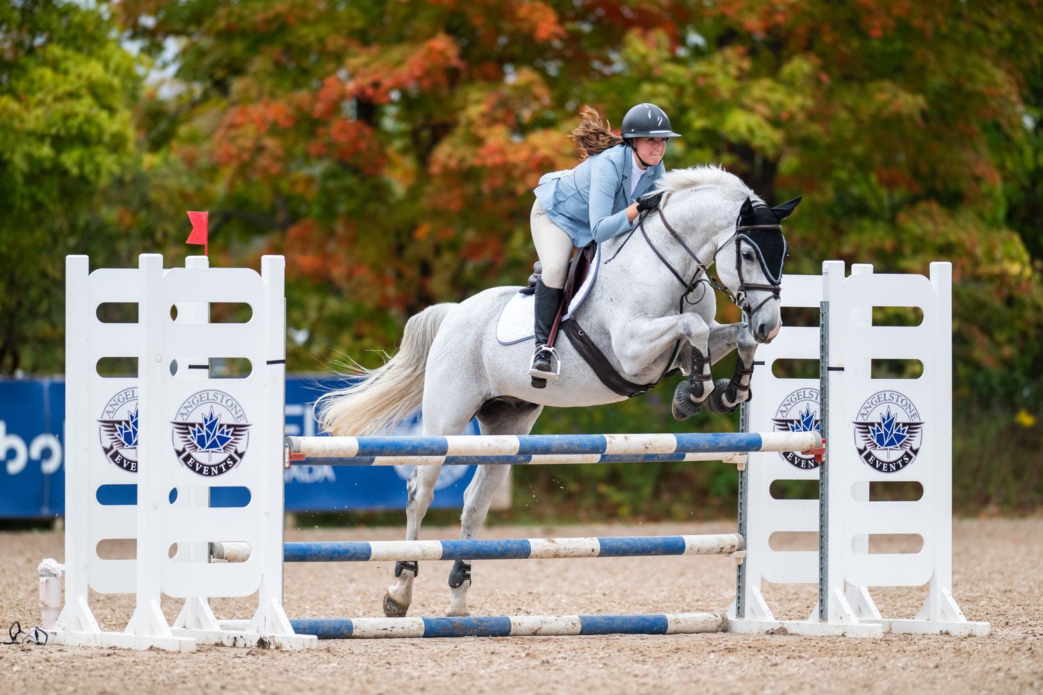 A horse and rider navigate a series of white show jumping obstacles on an outdoor course during autumn.