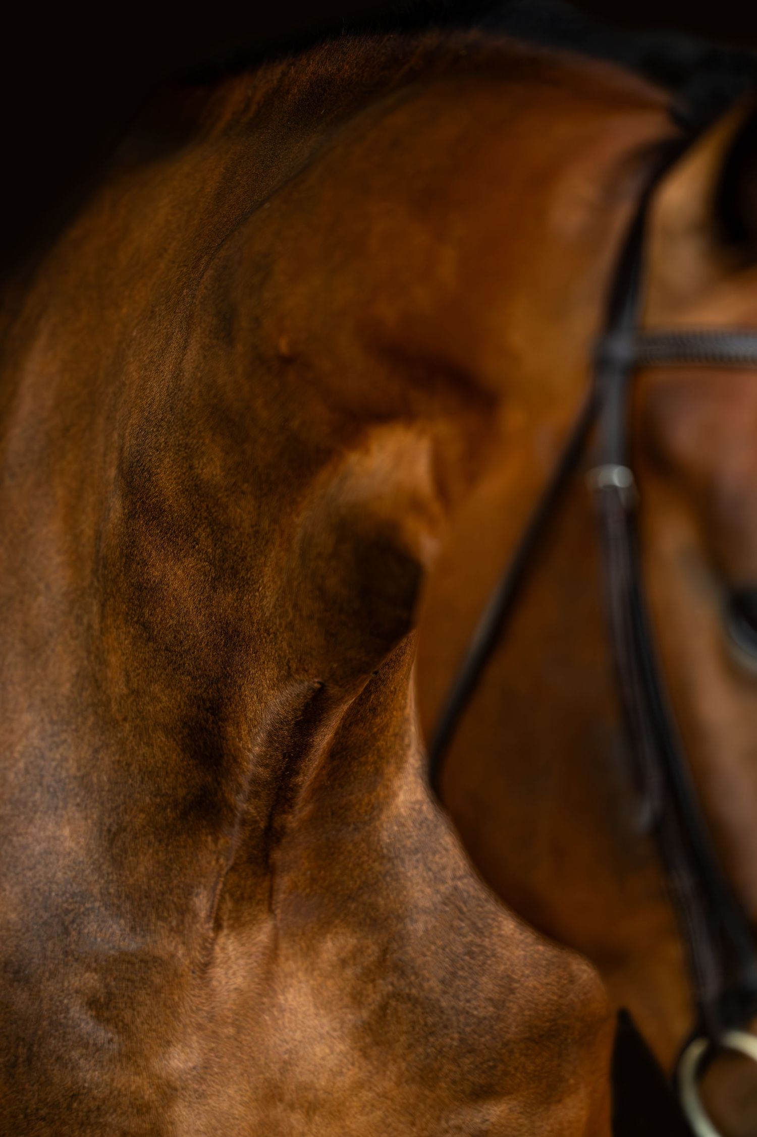 Close-up detail of a chestnut brown horse's muscular neck with bridle visible against dark background.