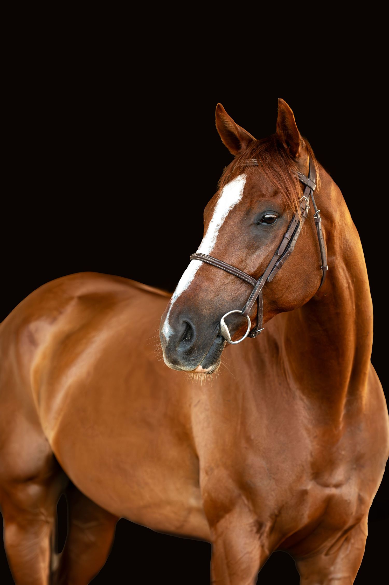 A regal chestnut horse with bridle stands against a black background in a striking studio portrait.