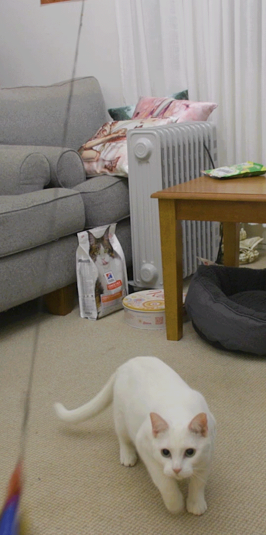 A white cat jumps into the air and does a somersault.