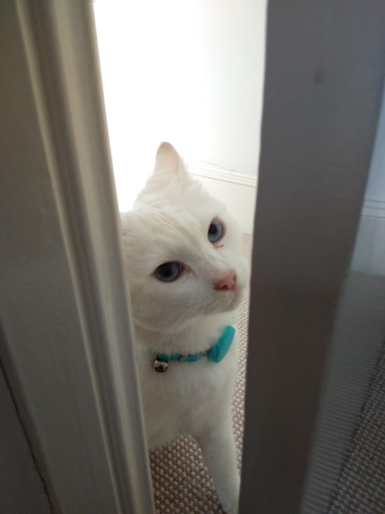 White cat with blue eyes peering through doorway wearing a turquoise collar.