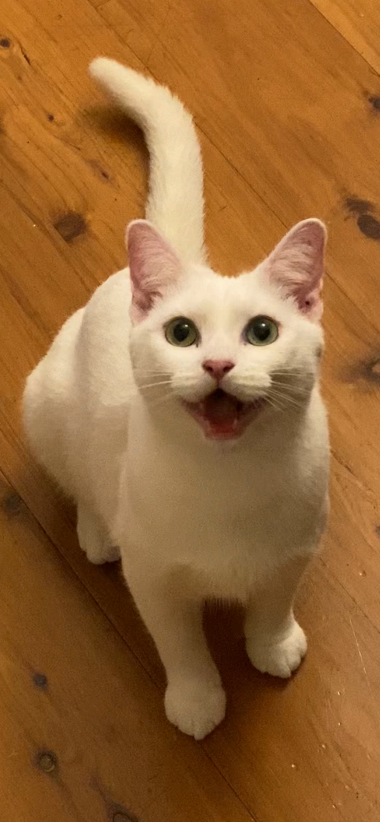 Cheerful white cat with bright eyes standing on wooden floor.