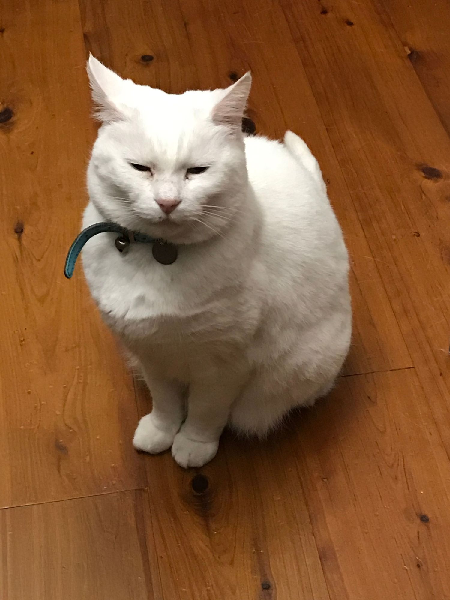 White cat sits attentively on wooden floor wearing a blue collar.
