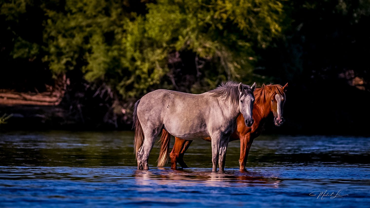 Two horses standing in shallow water reflecting golden sunlight at the edge of a forest.