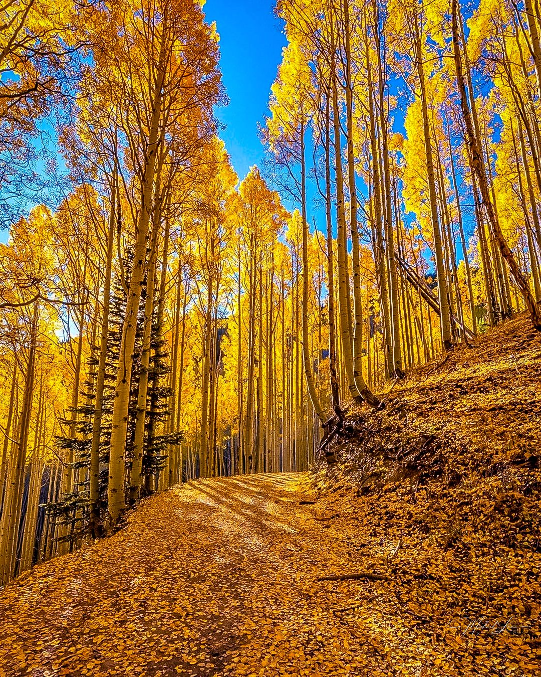 Golden aspen trees line a winding autumn trail beneath bright blue mountain skies.