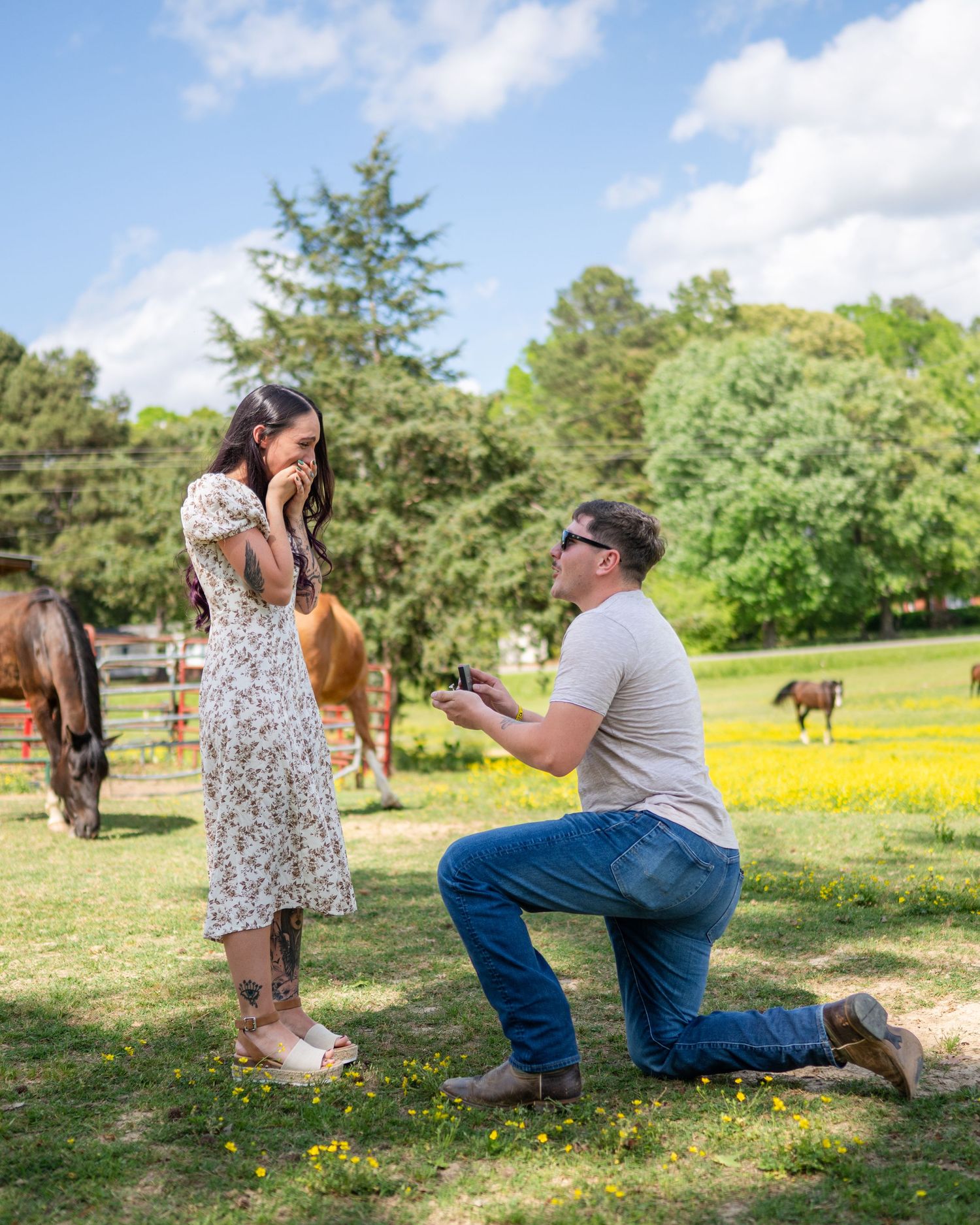 A couple gets engaged in a sunny field of yellow wildflowers with horses grazing in the background.