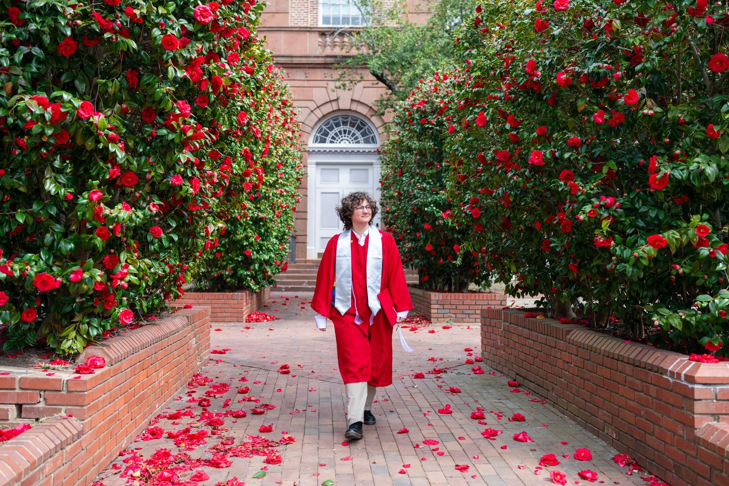 A pathway lined with blooming red camellia bushes leads through a brick-walled garden on a bright day.