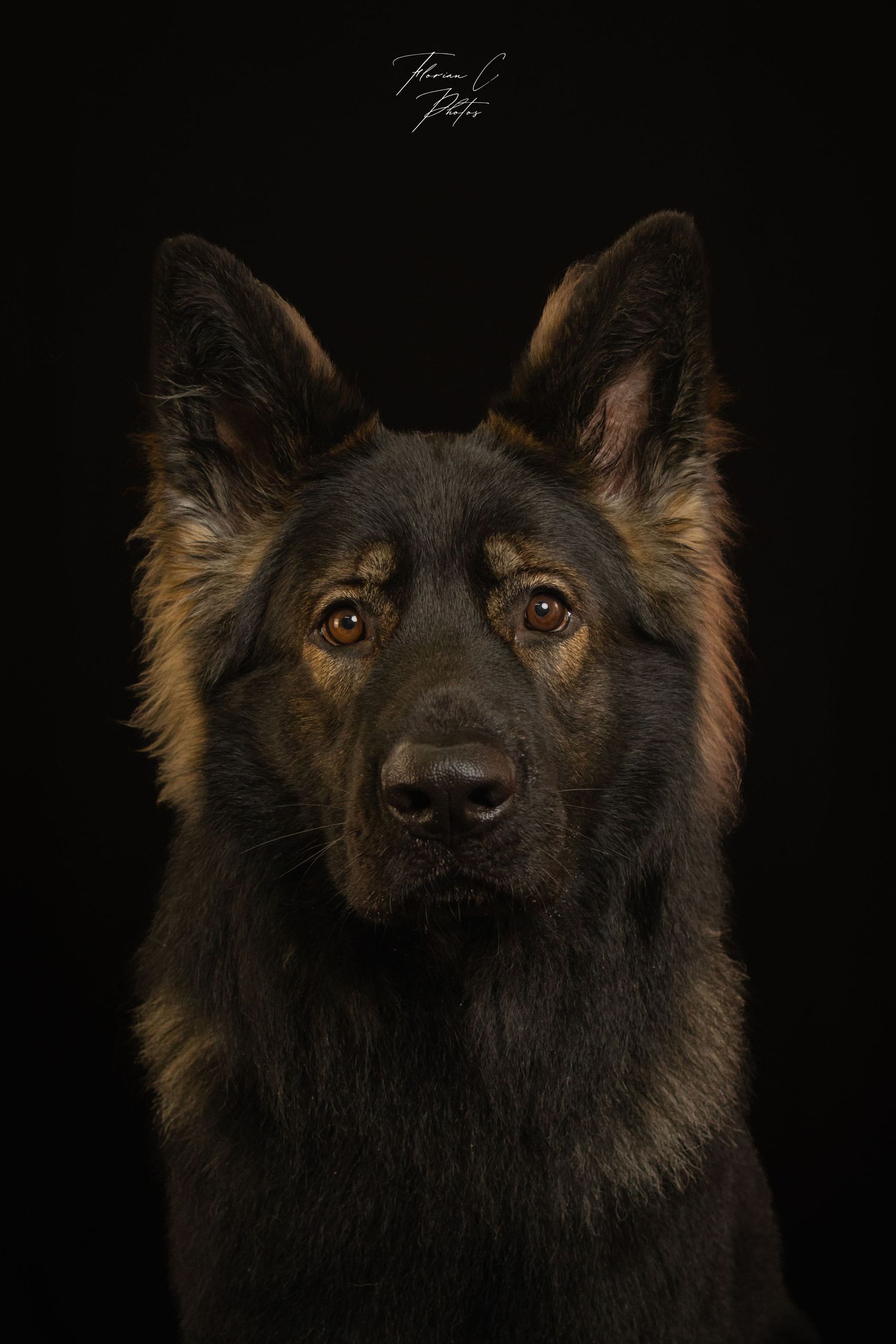 Chien / Studio photo / fond noir