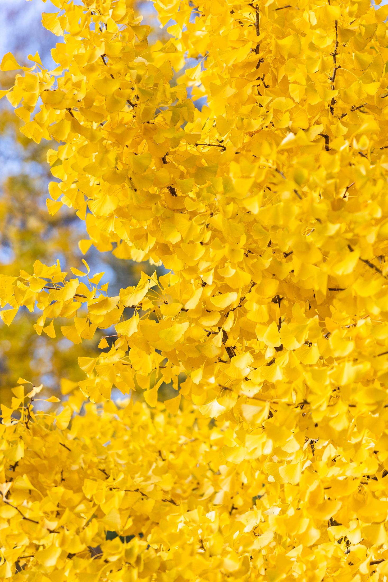 Vibrant close-up of bright yellow ginkgo leaves filling the frame in autumn sunlight.