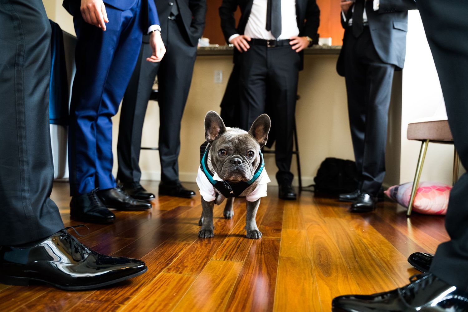 French bulldog in green collar stands among groomsmen shoes on hardwood floor before wedding.