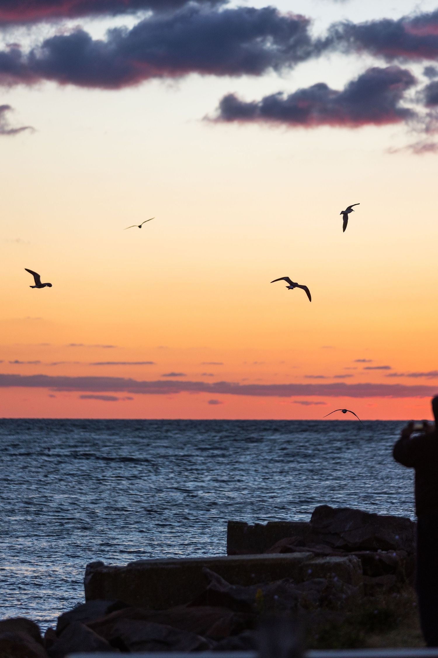 Silhouettes of seagulls soaring over ocean rocks against vibrant orange and pink sunset sky.