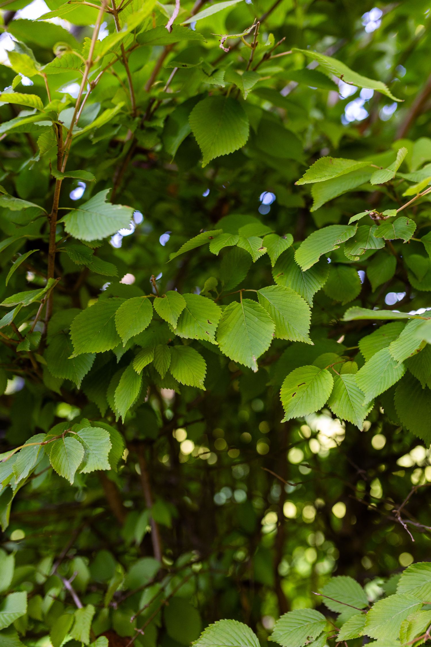 Close-up of vibrant green leaves on tree branches in natural outdoor setting.