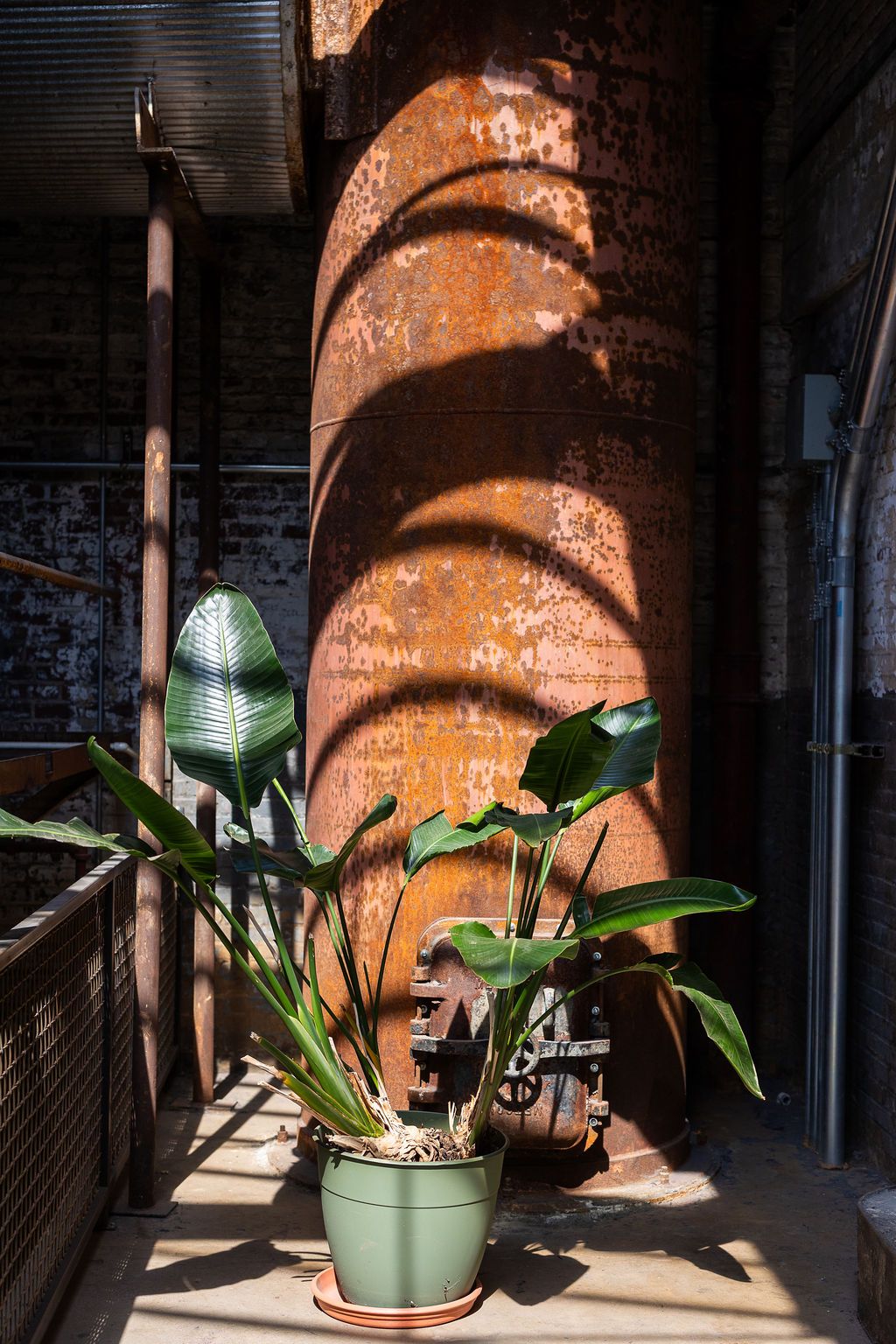 Tropical potted plant casting dramatic shadows on large rusty industrial cylinder in sunlight.