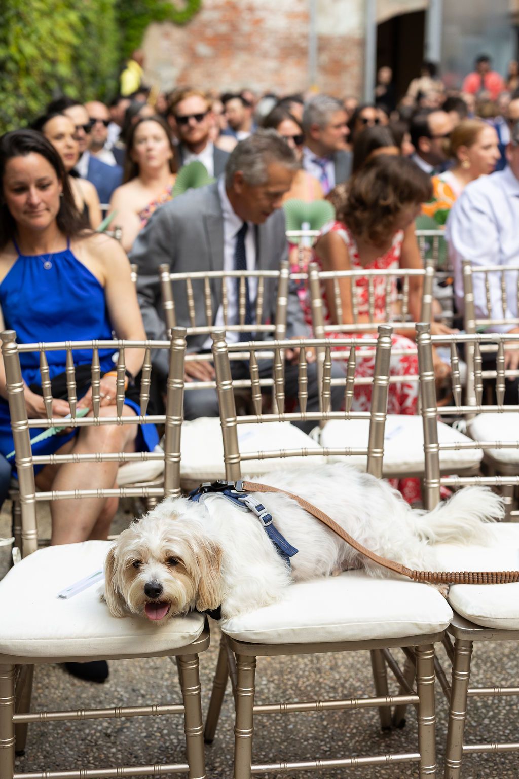 Fluffy white dog relaxes on gold chiavari chair during outdoor wedding ceremony with guests seated behind.