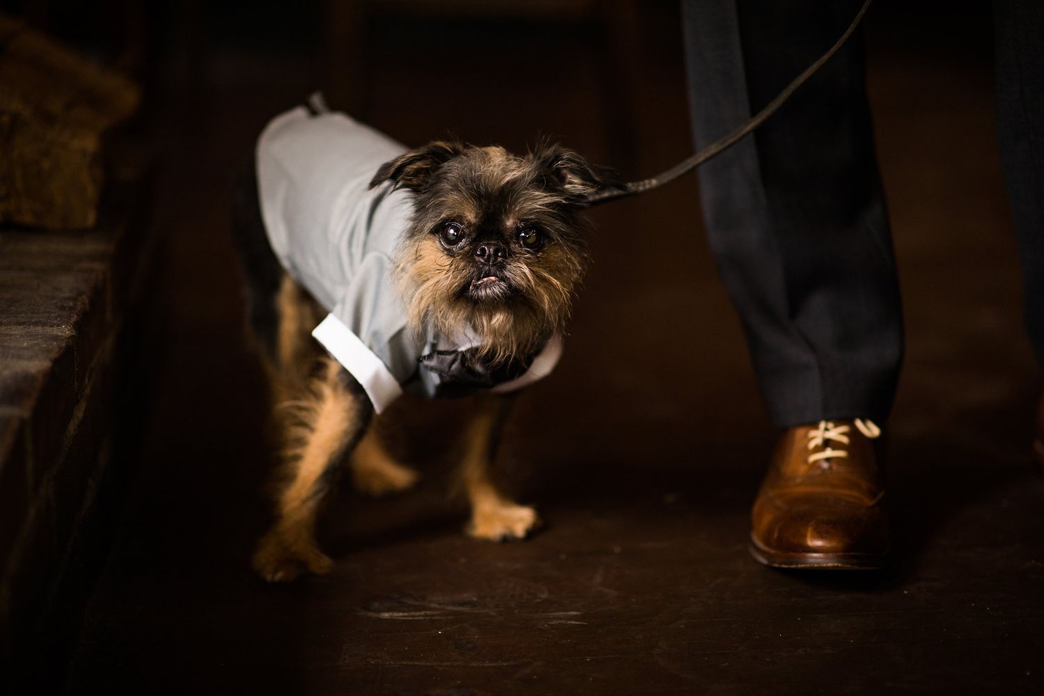 A Brussels Griffon dog dressed in a tiny gray suit with bow tie on a leash at a wedding.