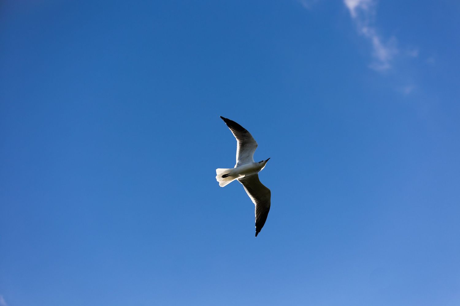 A seagull soars gracefully against a bright blue sky with a small white cloud.
