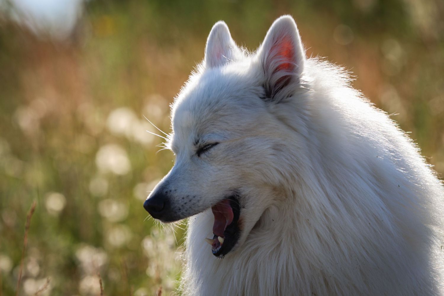 A fluffy white Samoyed dog yawning in a sunlit field with blurred wildflowers in the background.